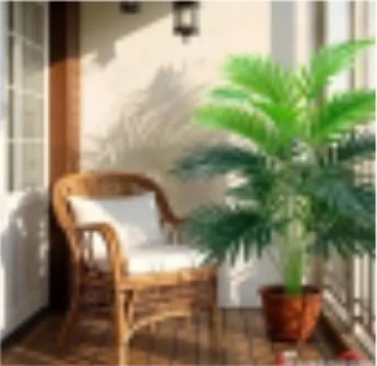 Финикова Палма