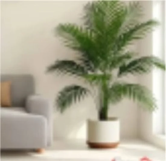 Финикова Палма