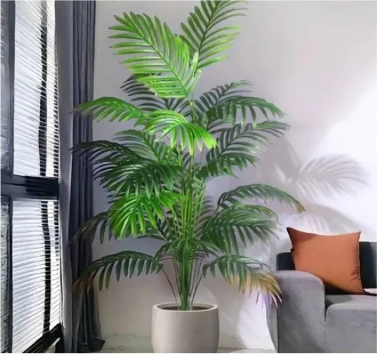 Финикова Палма