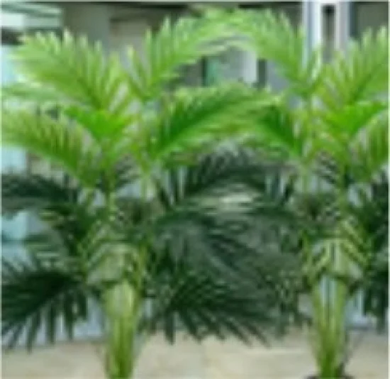 Финикова Палма