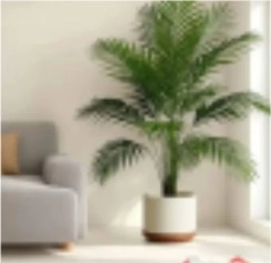 Финикова Палма